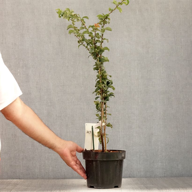 Spécimen de Cognassier du Japon - Chaenomeles x superba Salmon Horizon en pot de 2l/3l tel que livré en été