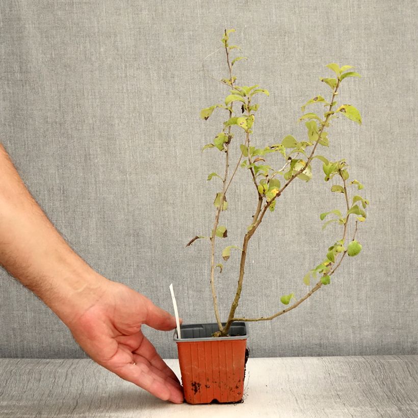 Spécimen de Cognassier du Japon - Chaenomeles x superba Salmon Horizon Godet de 8/9 cm tel que livré en été