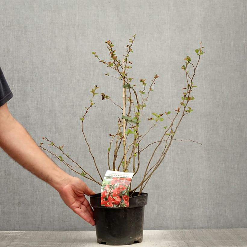 Spécimen de Cognassier du Japon - Chaenomeles x superba Texas Scarlet Pot de 2L/3L tel que livré en été