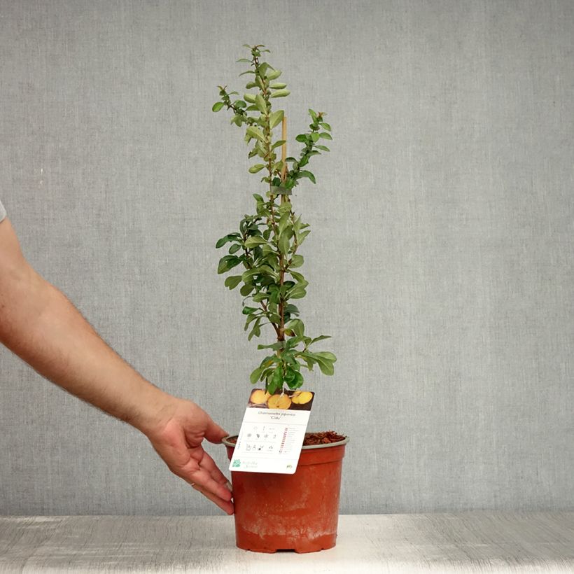 Spécimen de Cognassier du Japon Cido - Chaenomeles japonica Pot de 2L/3L tel que livré en été