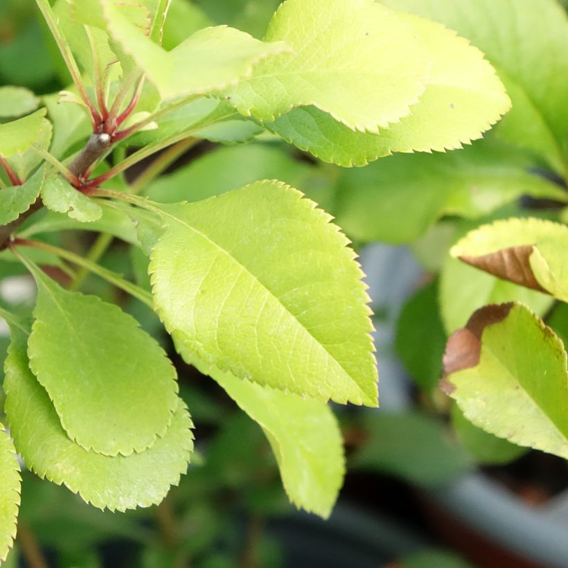 Cognassier du Japon Cido - Chaenomeles japonica (Feuillage)