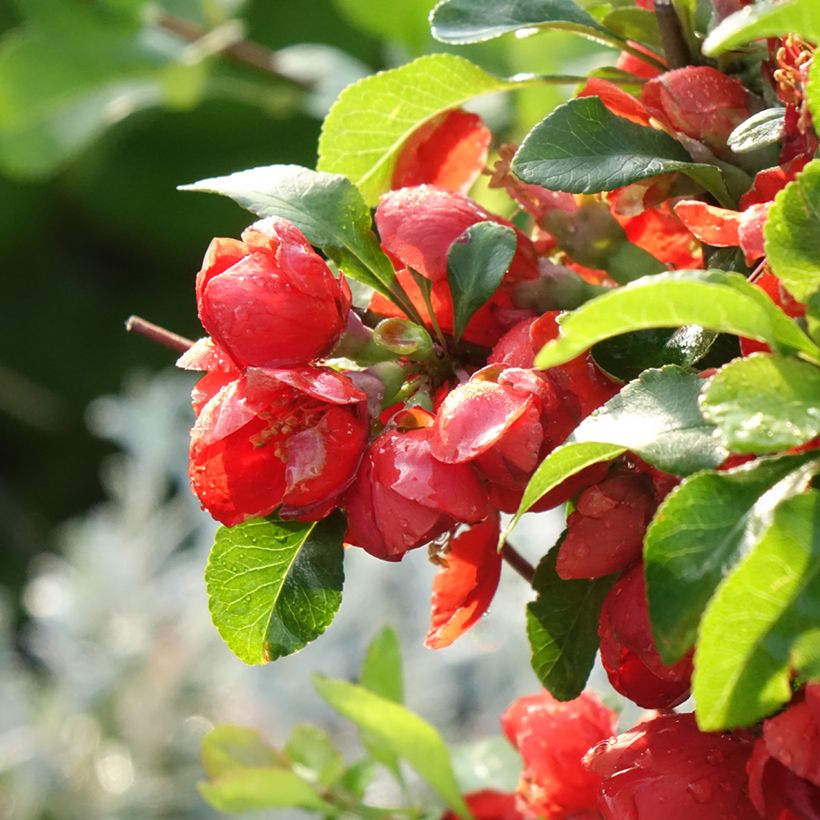 Cognassier du Japon Cido Red - Chaenomeles japonica (Floraison)