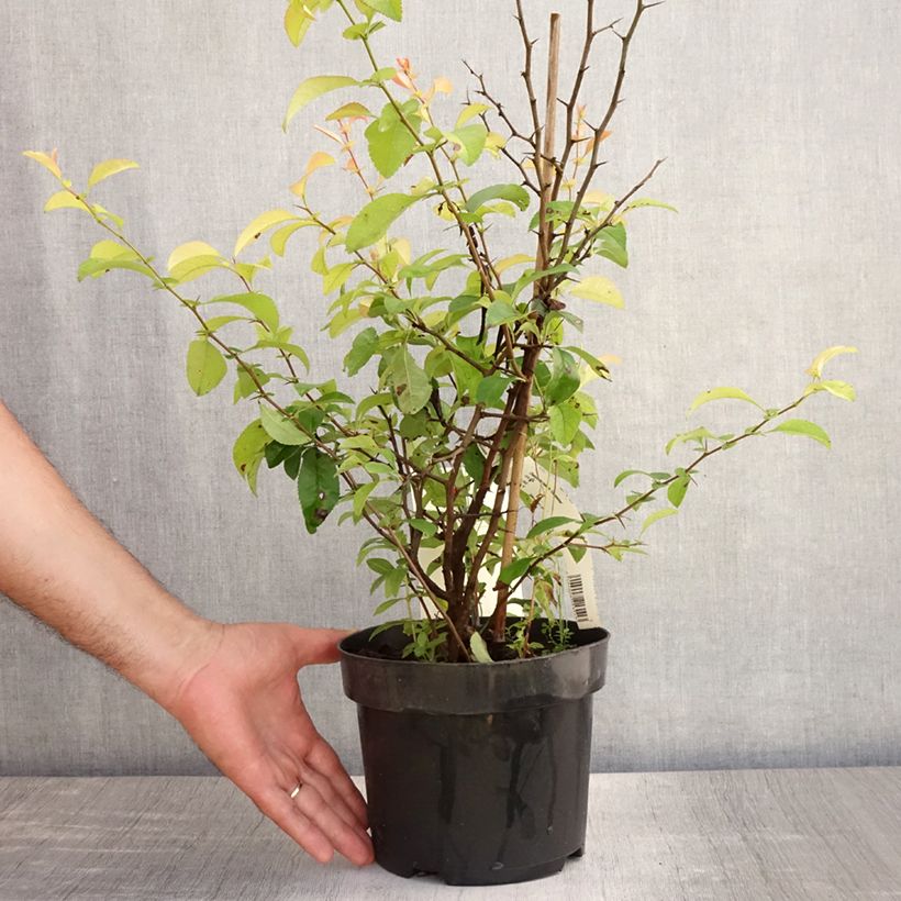 Spécimen de Cognassier du Japon Clementine - Chaenomeles superba Pot de 3L/4L tel que livré en été