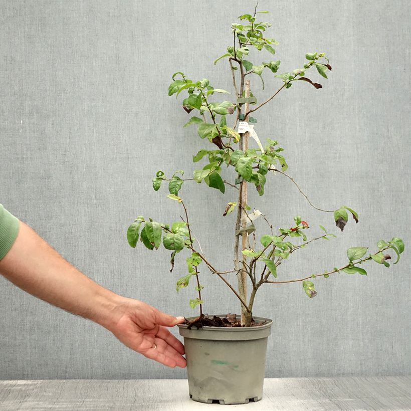 Spécimen de Cognassier du Japon Falconnet Charlet - Chaenomeles speciosa Pot de 2L/3L tel que livré en été