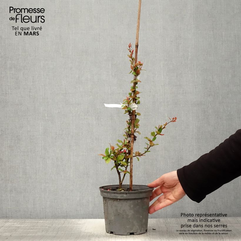 Spécimen de Cognassier du Japon Falconnet Charlet - Chaenomeles speciosa Pot de 2L/3L tel que livré au printemps