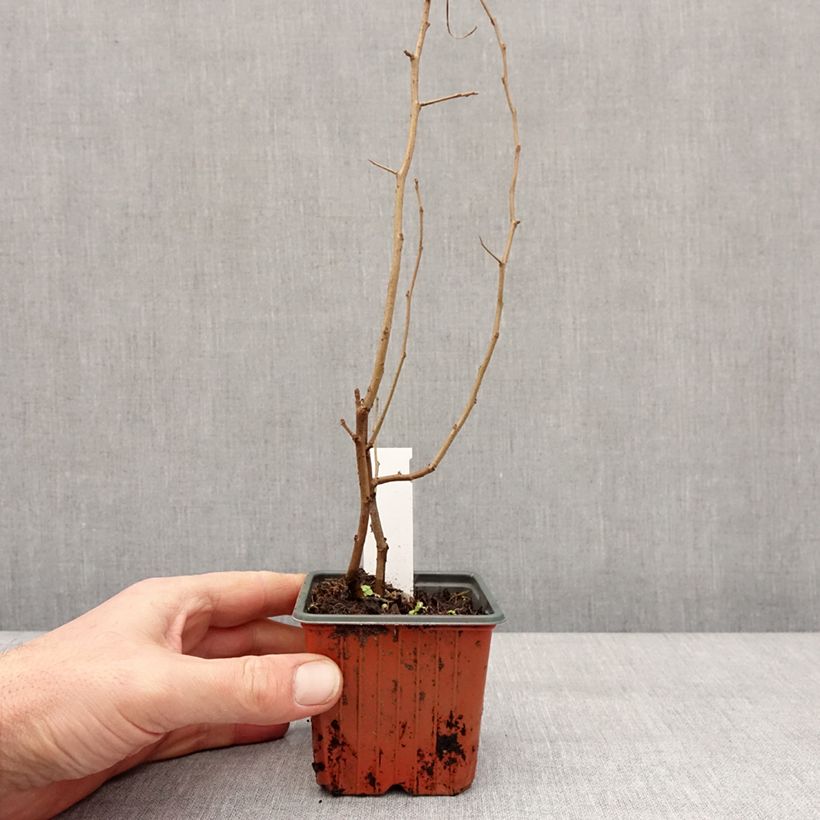 Spécimen de Cognassier du Japon Fire dance - Chaenomeles speciosa  Godet de 8/9 cm tel que livré en hiver