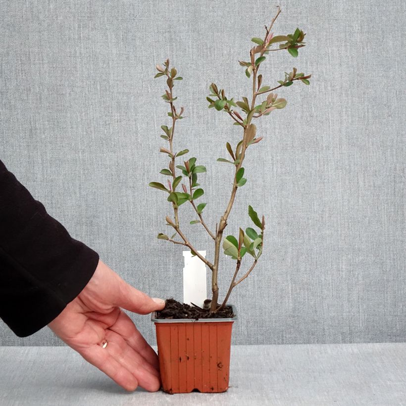 Spécimen de Cognassier du Japon Fire dance - Chaenomeles speciosa  - Godet de 8/9 cm tel que livré au printemps