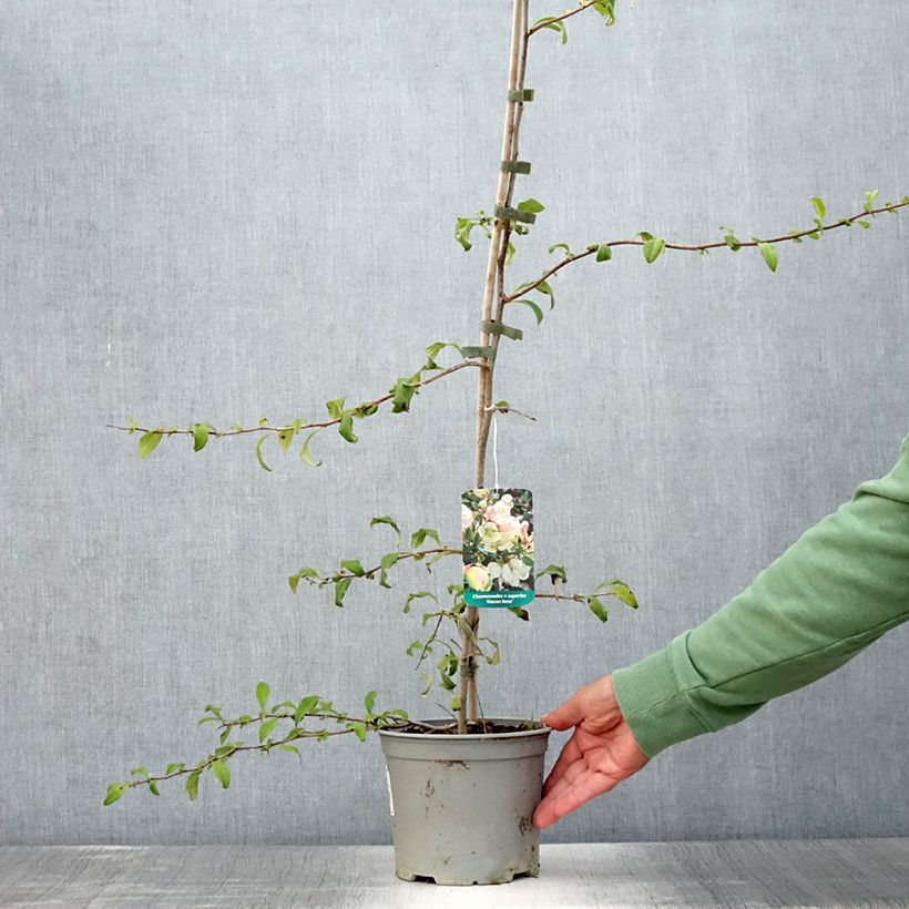 Spécimen de Cognassier du Japon Flocon Rose - Chaenomeles speciosa Pot de 3L/4L tel que livré en été