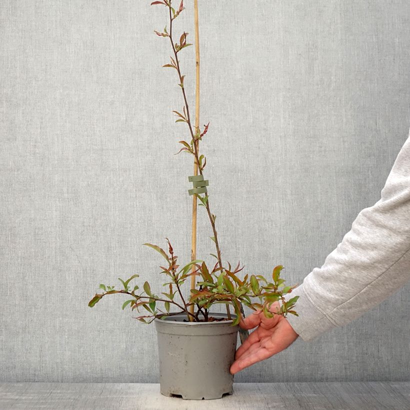 Spécimen de Cognassier du Japon Flocon Rose - Chaenomeles speciosa - Pot de 3L/4L tel que livré au printemps