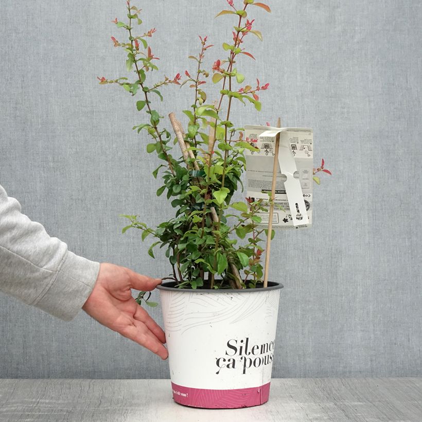 Spécimen de Cognassier du Japon Friesdorfer - Chaenomeles speciosa  Pot de 3L/4L tel que livré en été