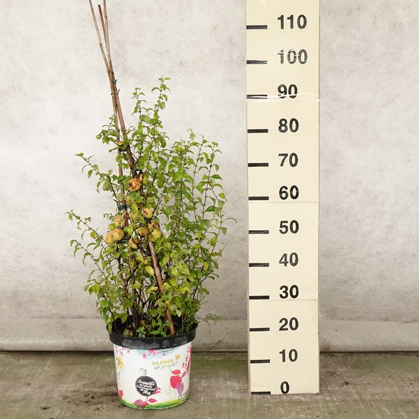 Spécimen de Cognassier du Japon Friesdorfer - Chaenomeles speciosa  Pot de 7,5L/10L tel que livré en été