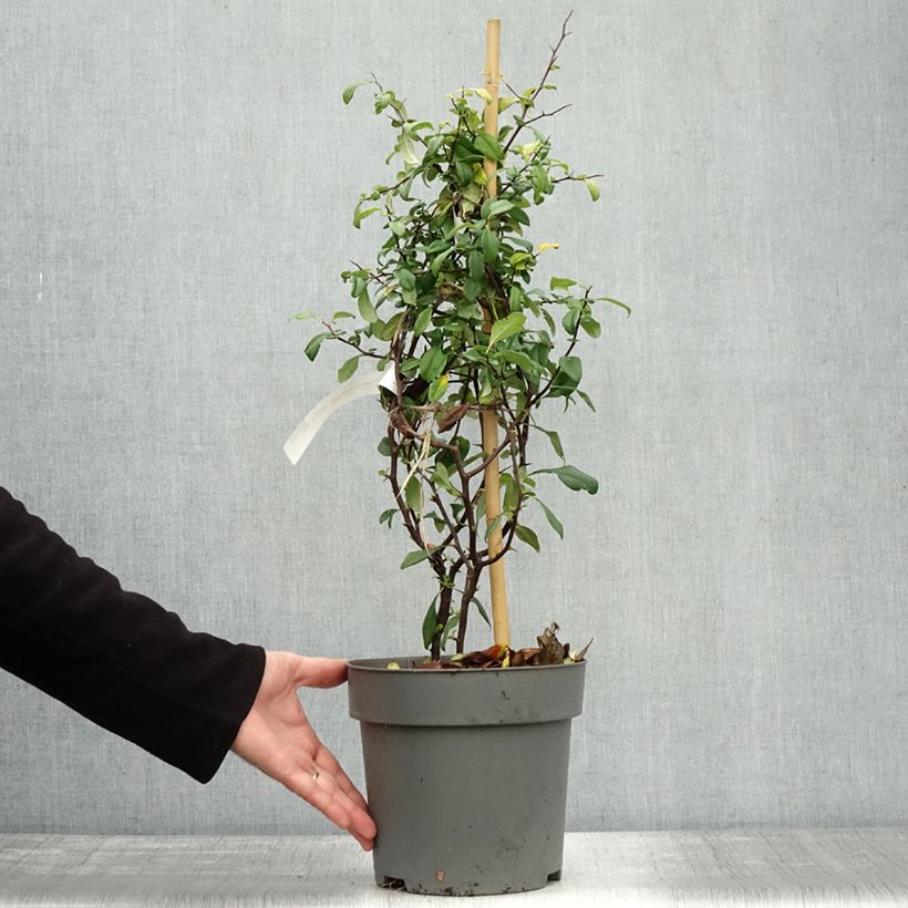 Spécimen de Cognassier du Japon Hot Fire - Chaenomeles speciosa  Pot de 4L/5L tel que livré en automne