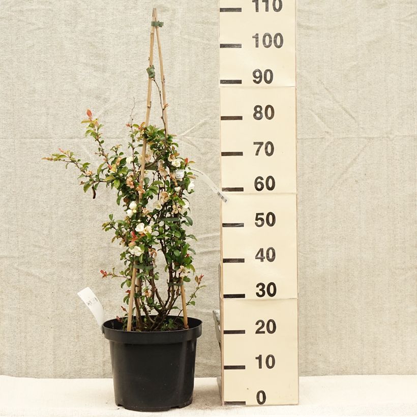Spécimen de Cognassier du Japon Jet Trail - Chaenomeles superba en pot de 7,5L/10L tel que livré au printemps
