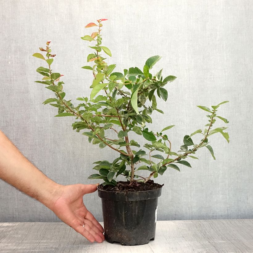Spécimen de Chaenomeles superba Nicoline - Chaenomeles superba Pot de 2L/3L tel que livré en été