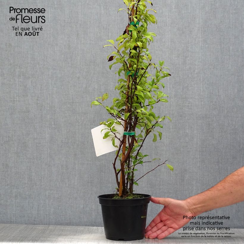 Spécimen de Cognassier du Japon Nivalis - Chaenomeles speciosa  Pot de 2L/3L tel que livré en été