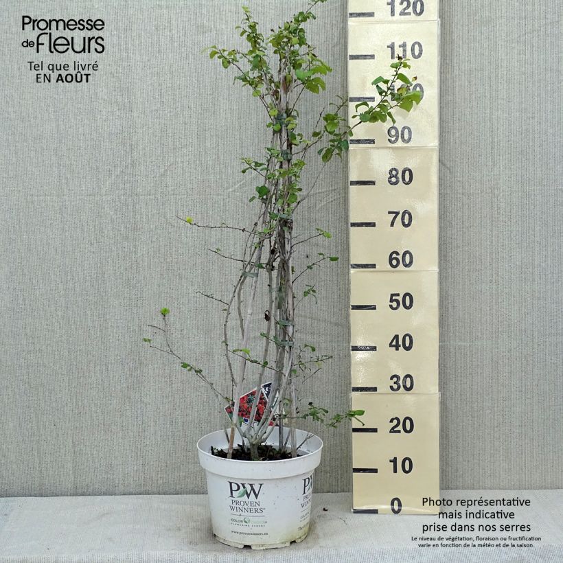 Spécimen de Cognassier du Japon Orange Storm - Chaenomeles speciosa Pot de 7,5L/10L tel que livré en été
