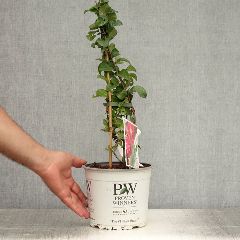 Spécimen de Cognassier du Japon Pink Storm - Chaenomeles speciosa  Pot de 2L/3L tel que livré en été