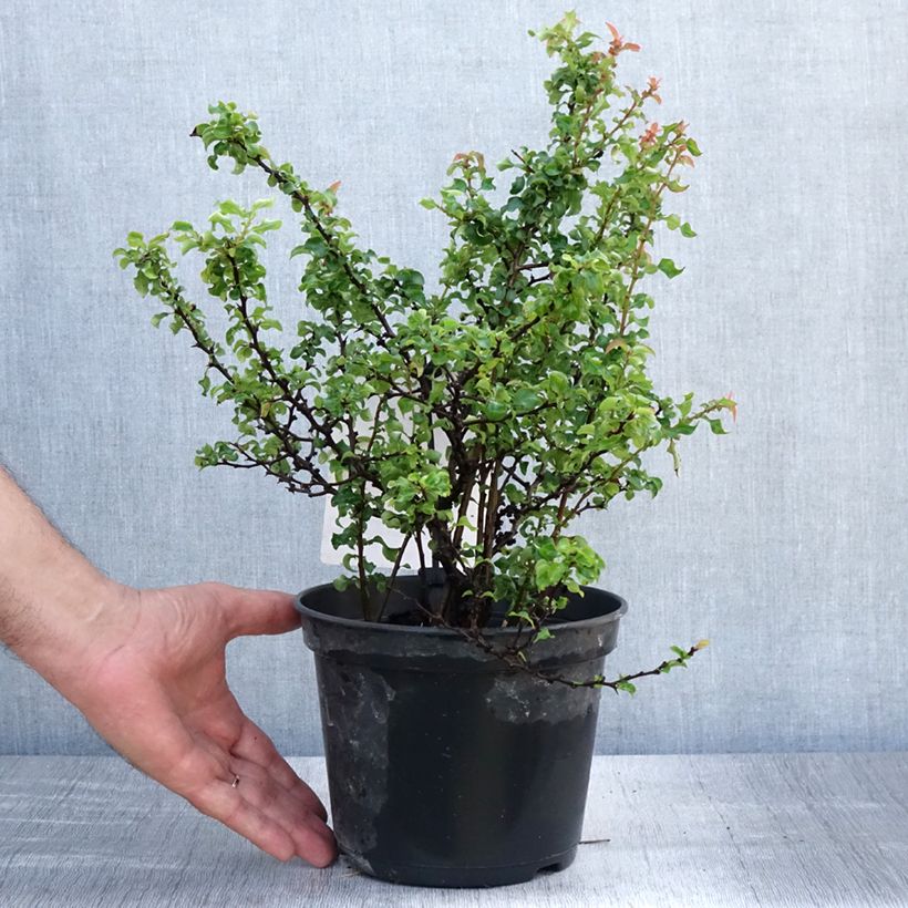 Spécimen de Cognassier du Japon Red Joy - Chaenomeles superba  Pot de 2L/3L tel que livré en été