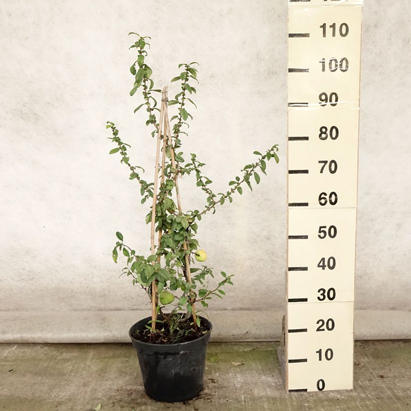 Spécimen de Cognassier du Japon Rubra - Chaenomeles speciosa Pot de 7,5L/10L tel que livré en été