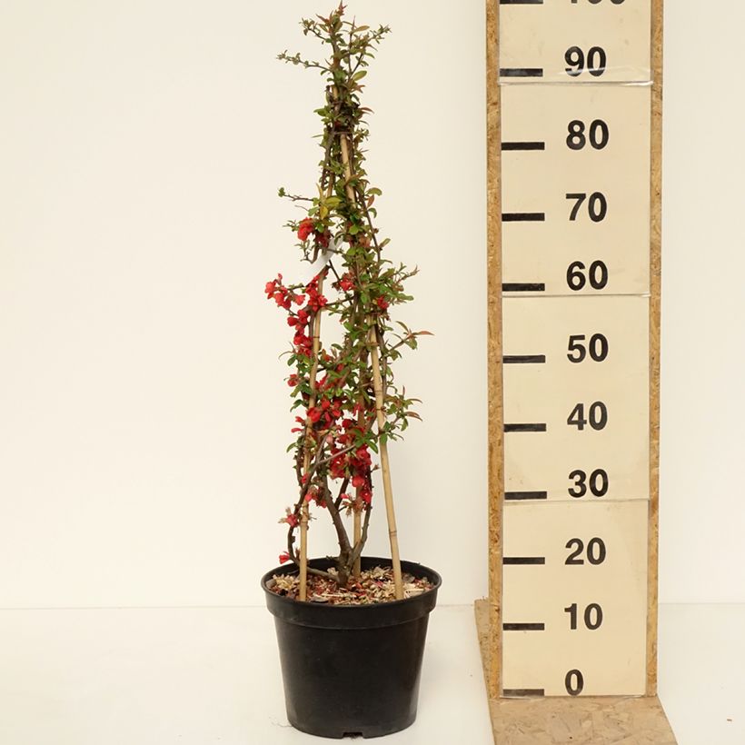 Spécimen de Cognassier du Japon Rubra - Chaenomeles speciosa Pot de 7,5L/10L tel que livré au printemps