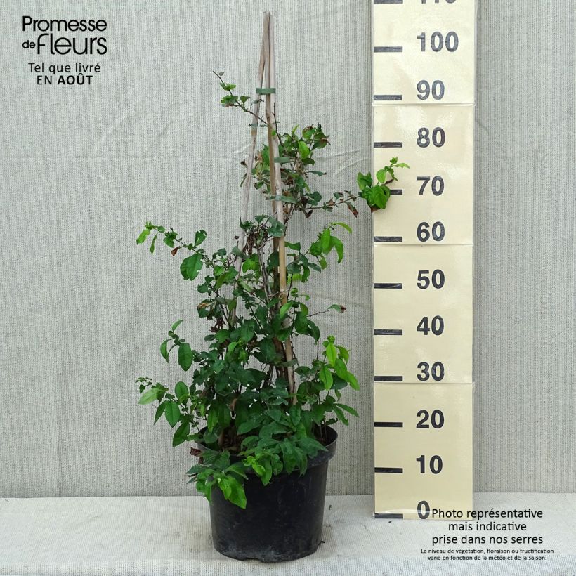 Spécimen de Cognassier du Japon Yukigoten  - Chaenomeles speciosa Pot de 7,5L/10L tel que livré en été