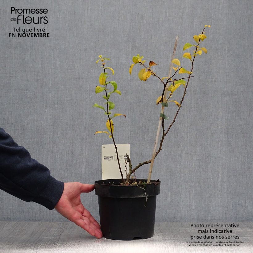 Spécimen de Cognassier du Japon Yukigoten  - Chaenomeles speciosa Pot de 3L/4L tel que livré en automne
