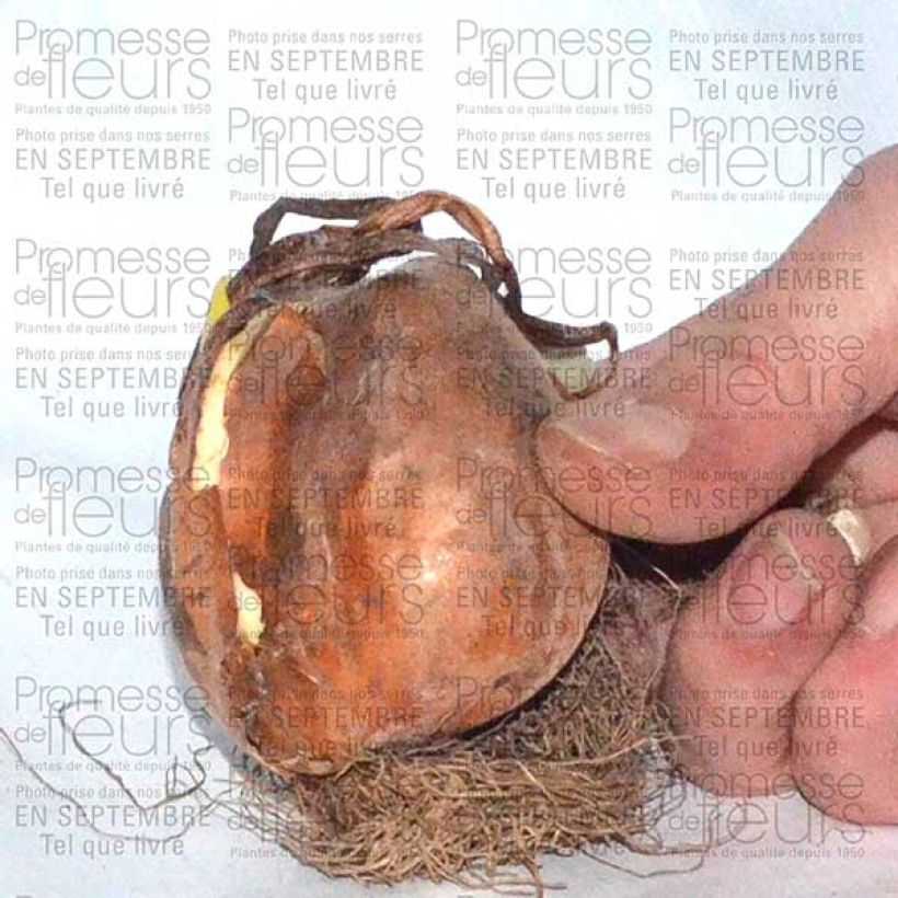 Exemple de spécimen de Colchique Autumnale Alboplenum Bulbe tel que livré