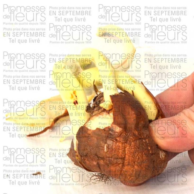 Exemple de spécimen de Colchique autumnale Major - Colchique de Bysance Bulbe calibre 20+ tel que livré