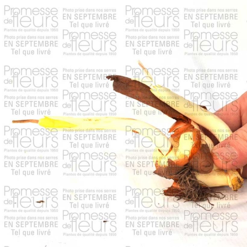 Exemple de spécimen de Colchicum cilicicum - Colchique de Cilicie Bulbe tel que livré