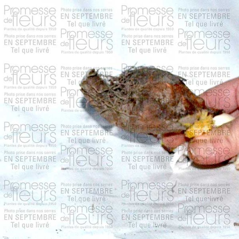 Exemple de spécimen de Colchique macrophyllum Bulbe tel que livré