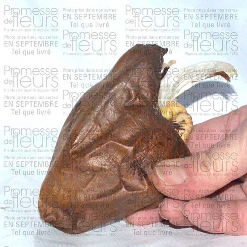 Exemple de spécimen de Colchique Spéciosum Album Bulbe tel que livré