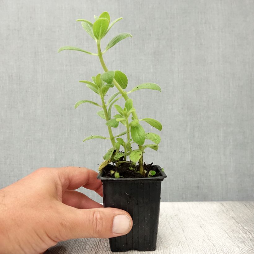 Spécimen de Coleus canina - éloigne chiens et chats - plante anti-chat Godet de 7/8 cm tel que livré en été