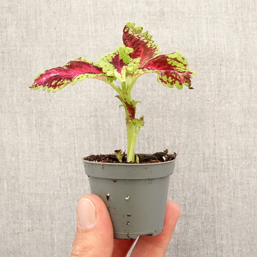 Spécimen de Coleus Le Freak Mini-plante tel que livré au printemps