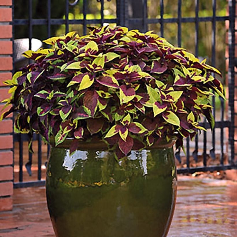 Coleus Pineapple Surprise (Port)