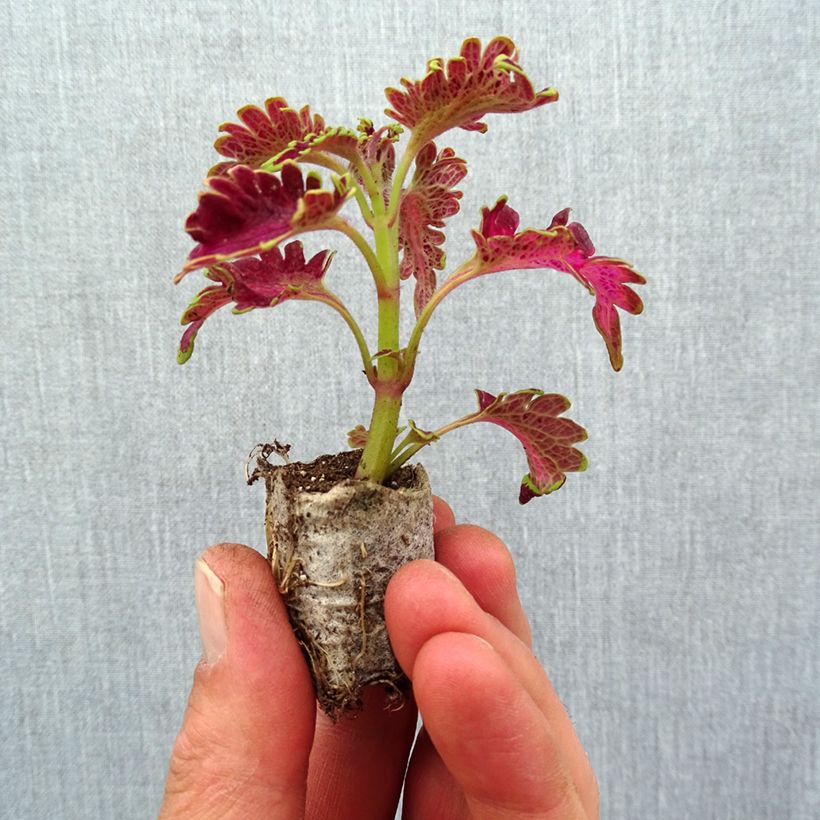 Spécimen de Coleus Vulcan - Mini-motte Ø 3/4 cm tel que livré au printemps