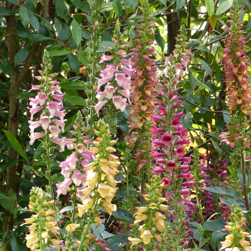 Collection de 3 Digiplexis Illumination - Digitalis hybrides (Floraison)