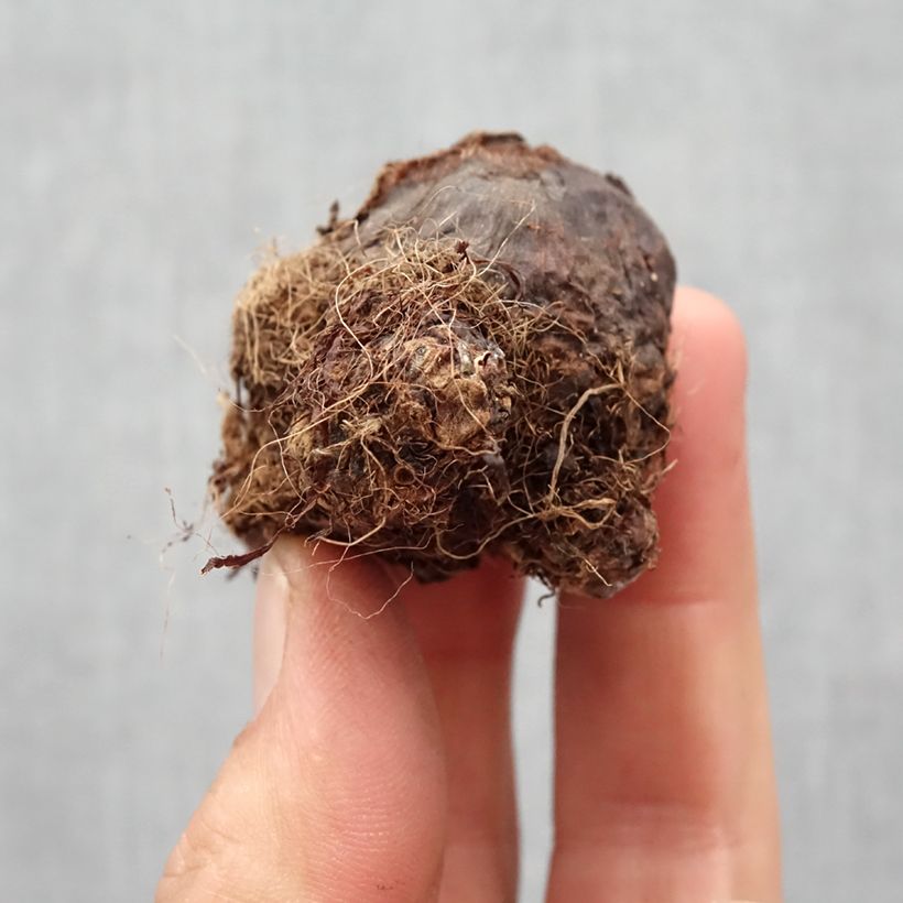 Spécimen de Colocasia Black magic - Oreille d'Eléphant Bulbe tel que livré au printemps