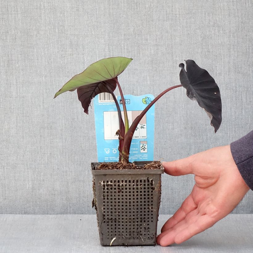 Spécimen de Colocasia Black magic - Oreille d'Eléphant  - Godet de 8/9 cm tel que livré au printemps