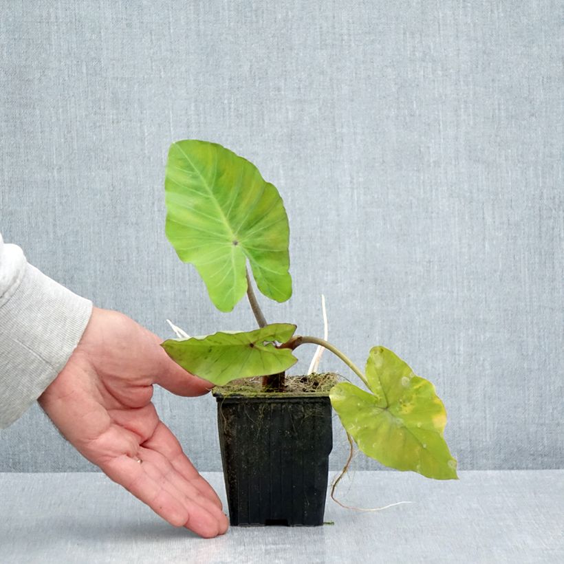 Spécimen de Colocasia Black Stem - Oreille d'Eléphant Godet de 8/9 cm tel que livré en été