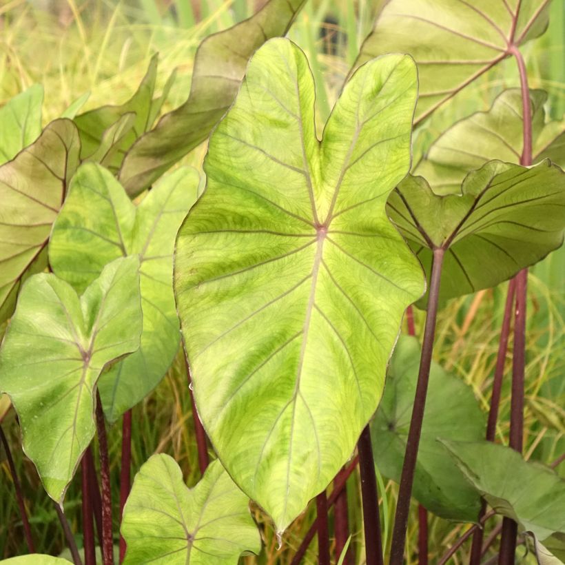 Colocasia esculenta Fontanesii - Oreille d'éléphant (Feuillage)