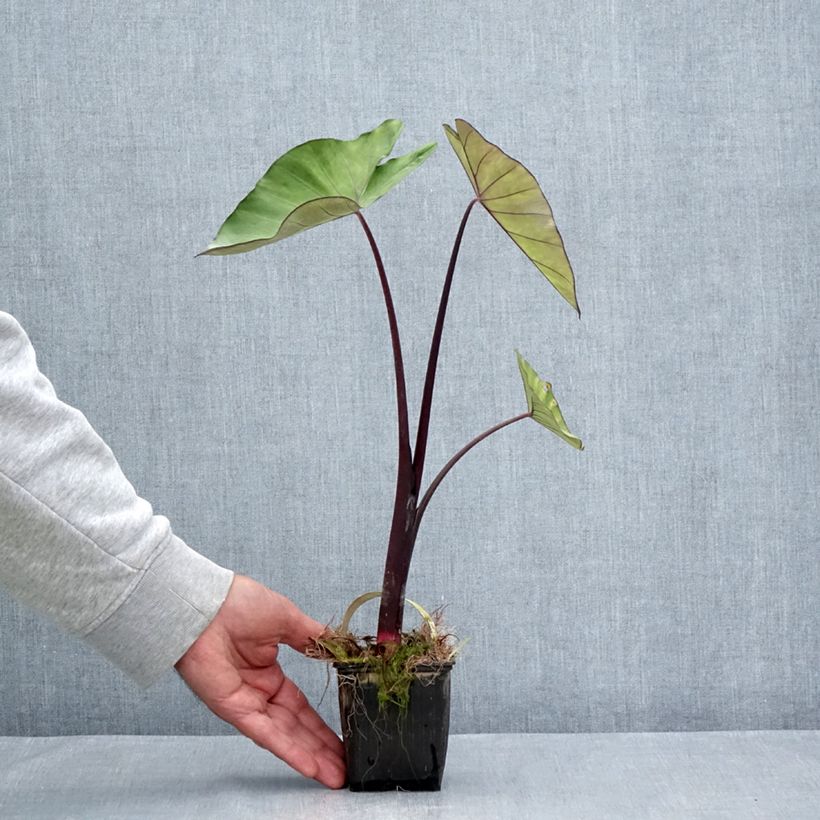Spécimen de Colocasia esculenta Fontanesii - Oreille d'éléphant Godet de 8/9 cm tel que livré en été