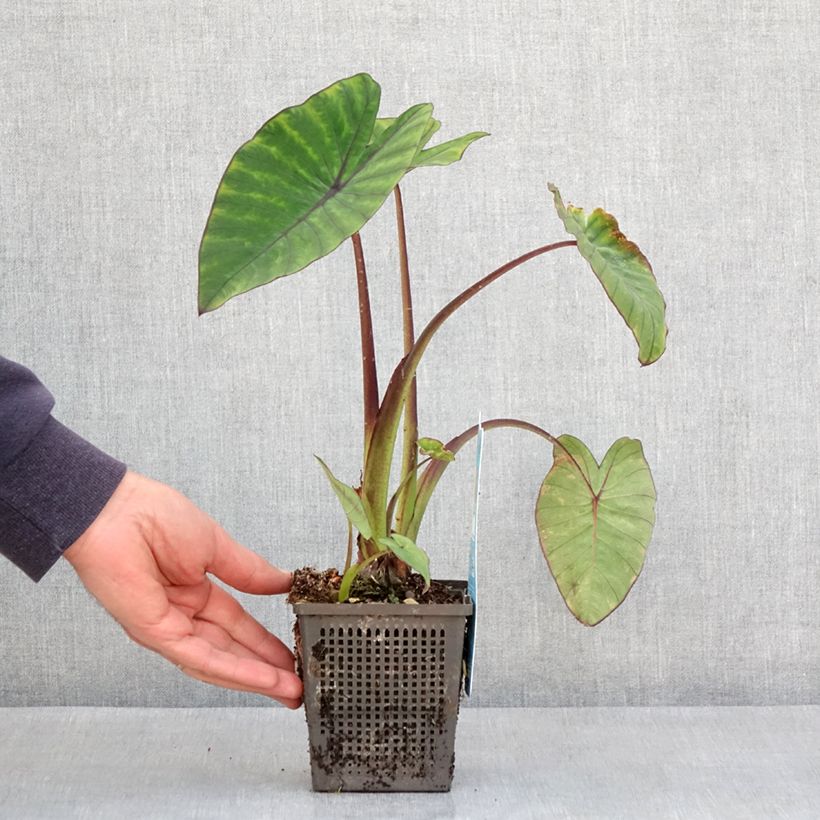 Spécimen de Colocasia esculenta Fontanesii - Oreille d'éléphant Godet de 8/9 cm tel que livré au printemps