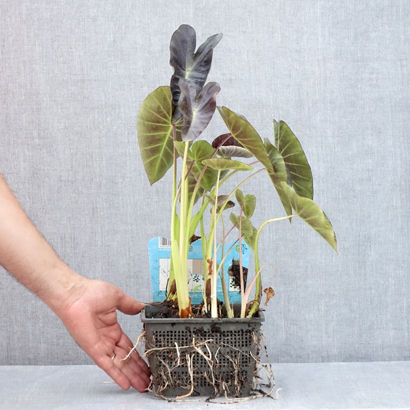 Spécimen de Colocasia esculenta - Oreille d'éléphant - Taro Pot de 4L/5L tel que livré en été