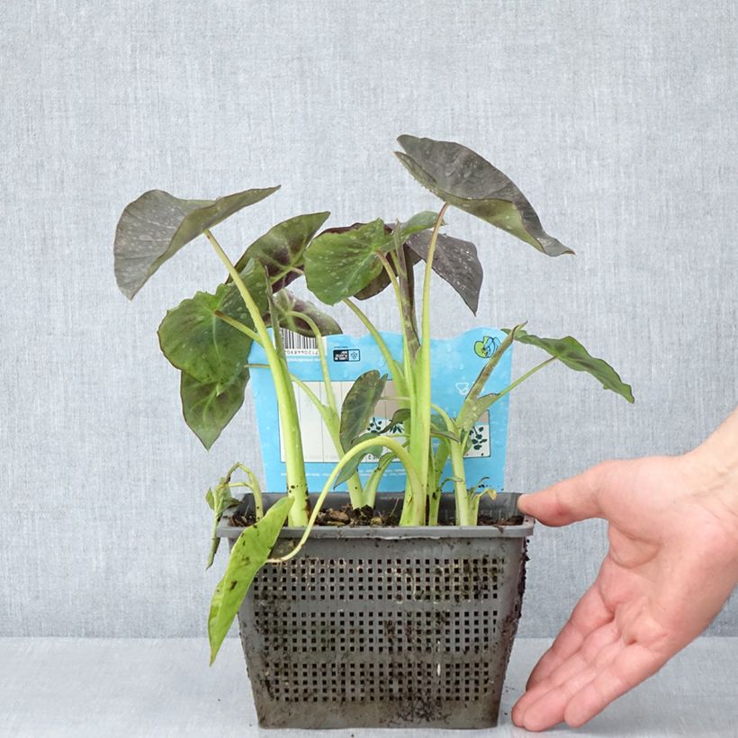 Spécimen de Colocasia esculenta - Oreille d'éléphant - Taro - Pot de 4L/5L tel que livré au printemps