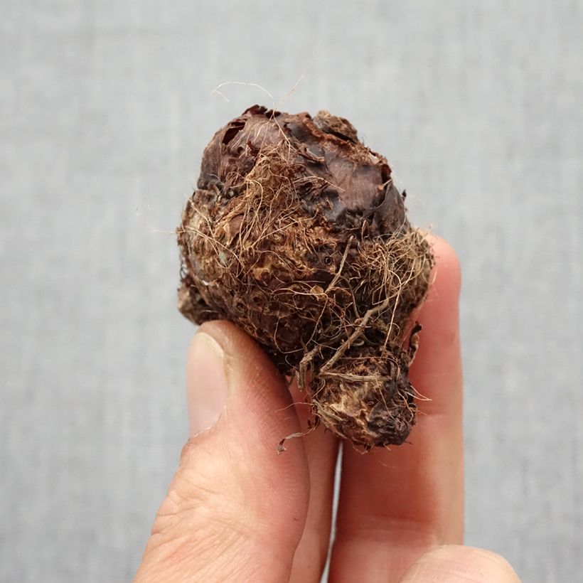 Spécimen de Colocasia Hawaiian Punch - Taro  Bulbe tel que livré au printemps