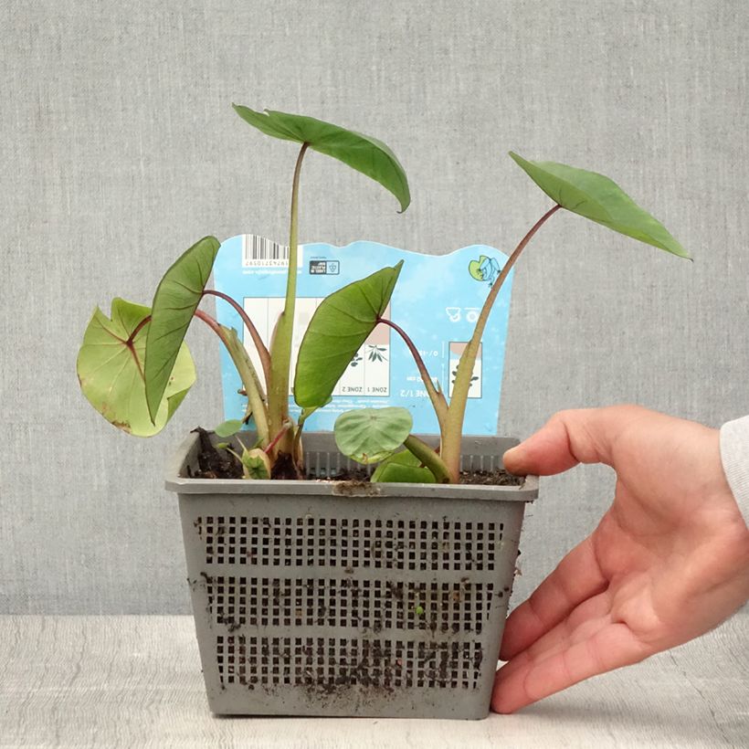 Spécimen de Colocasia Hawaiian Punch - Taro  - Pot de 4L/5L tel que livré en été