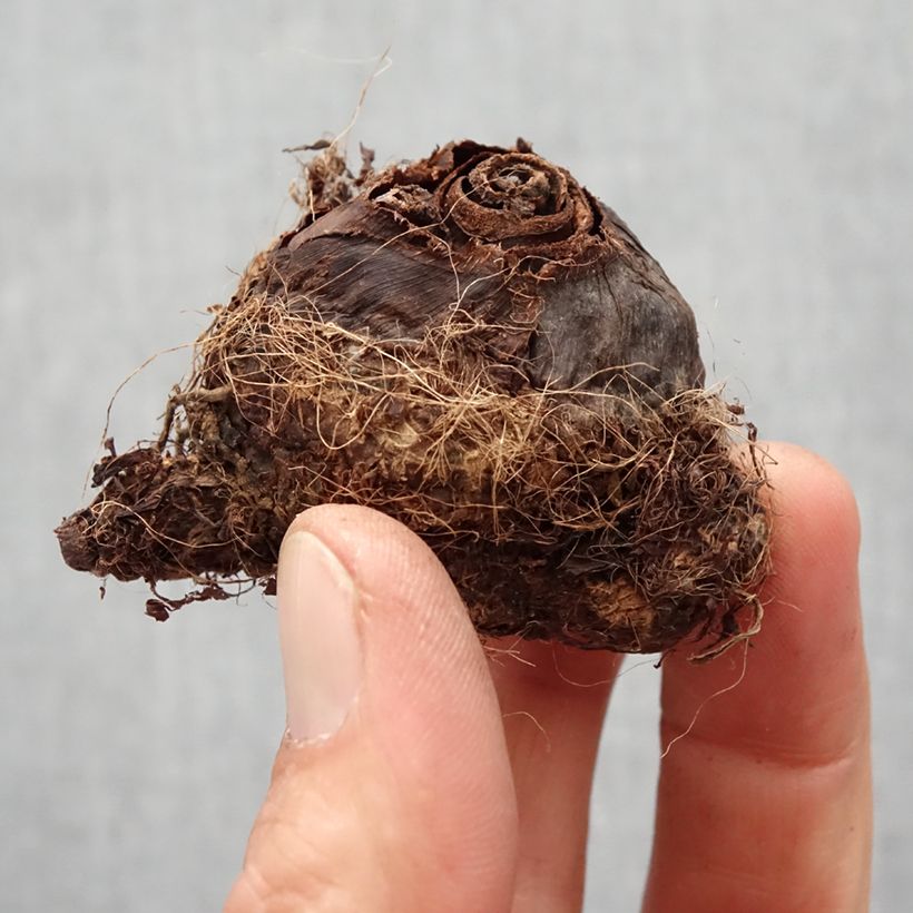 Spécimen de Colocasia Kona Coffee - Taro Bulbe tel que livré au printemps