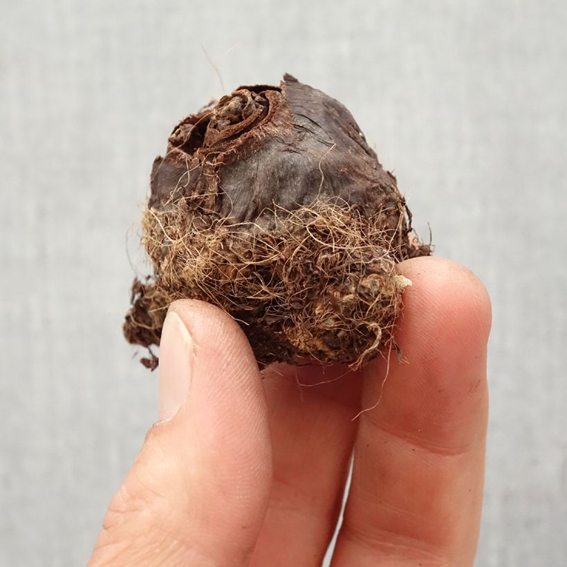 Spécimen de Colocasia Maui Gold - Taro Bulbe tel que livré au printemps