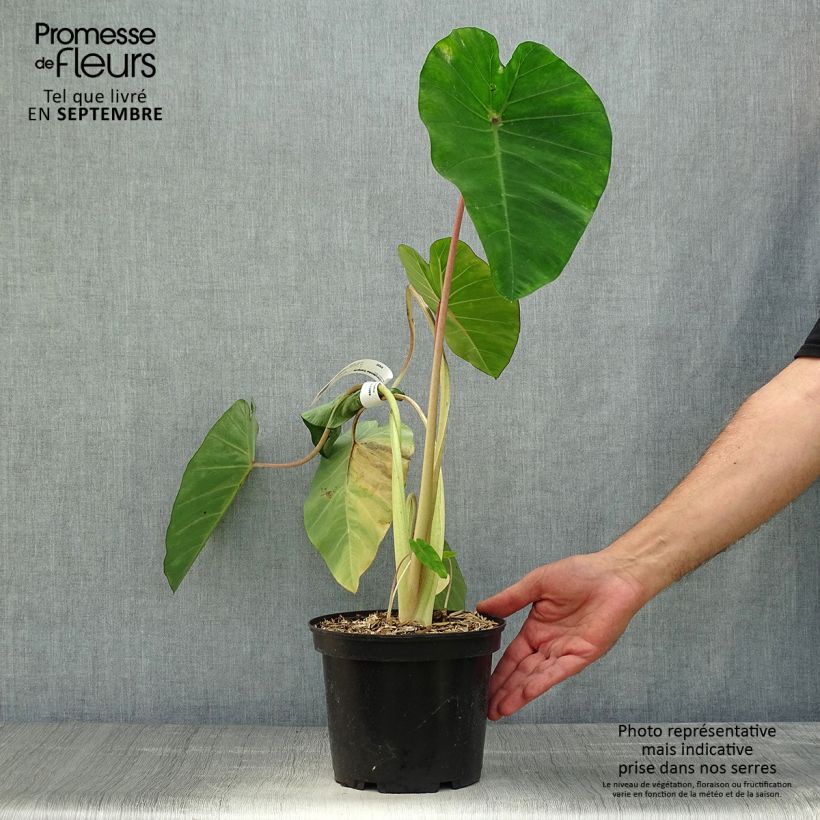 Spécimen de Colocasia Sangria - Oreille d'Eléphant  Pot de 3L/4L tel que livré en automne