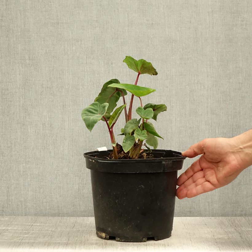 Spécimen de Colocasia Sangria - Oreille d'Eléphant  Pot de 3L/4L tel que livré en été